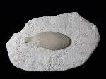 Stachel eines Tylocidaris baltica (SCHLTER 1892) - Bild © FossNet FossilienStore